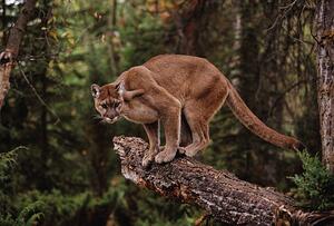 Photography Mountain Lion on Tree Stump, John Conrad