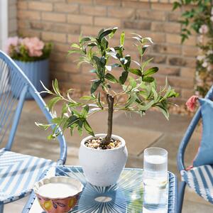 Artificial Olive Tree in White Cement Pot Green