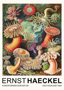 Fine Art Print Actiniae–Seeanemonen / Sea Anemones (Vintage Academia) - Ernst Haeckel, (30 x 40 cm)