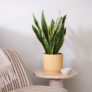 Beards & Daisies Snake Plant House in Vibes Pot Plastic Yellow