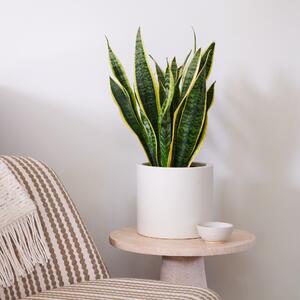 Beards & Daisies Snake Plant House Plant in Earthenware Pot