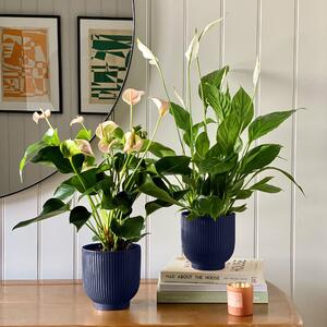 Beards & Daisies Air Purifying Pair Peace Lily and Peach Anthurium House Plant in Ribbed Pot Ceramic Navy