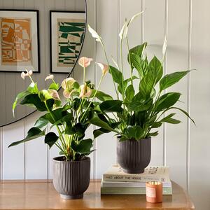 Beards & Daisies Air Purifying Pair Peace Lily and Peach Anthurium House Plant in Ribbed Pot Ceramic Grey