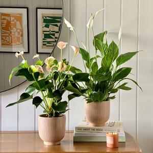 Beards & Daisies Air Purifying Pair Peace Lily and Peach Anthurium House Plant in Ribbed Pot Ceramic Pink