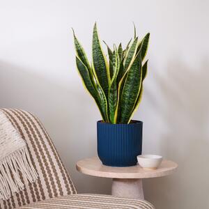 Beards & Daisies Snake Plant House in Vibes Pot Plastic Navy