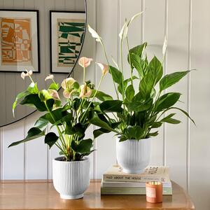 Beards & Daisies Air Purifying Pair Peace Lily and Peach Anthurium House Plant in Ribbed Pot Ceramic White
