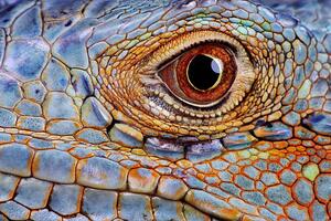 Photography Iguana (Iguana iguana) eye, close-up, Hans Strand