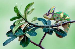 Photography Veiled chameleon sitting on a branch, Indonesia, anisah_priyadi