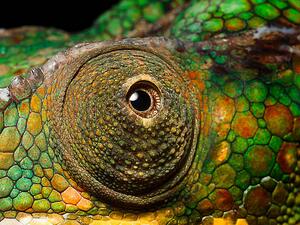 Photography Panther Chameleon's eye, close up, Jonathan Knowles