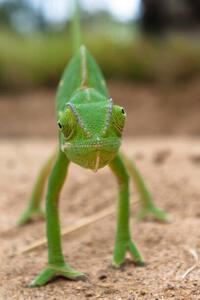 Photography Flap Neck Chameleon faces forward with, Gregory Sweeney