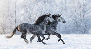 Photography Two running grey Purebred Spanish horses, Abramova_Kseniya