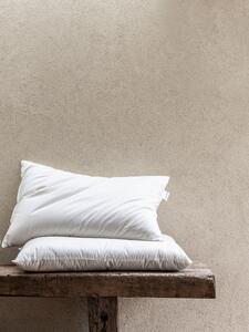 British Wool Pillow | Square x Soft | Piglet in Bed