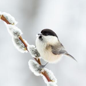 Photography Willow tit in winter., Annie Keizer