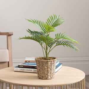 Tabletop Palm in Basket Pot Green