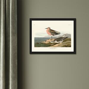 Sandpiper by JJ Audubon Framed Print MultiColoured