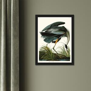Great Blue Heron by JJ Audubon Framed Print MultiColoured