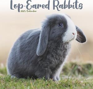 Calendar 2025 Rabbits - Lop Eared