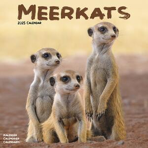 Calendar 2025 Meerkats