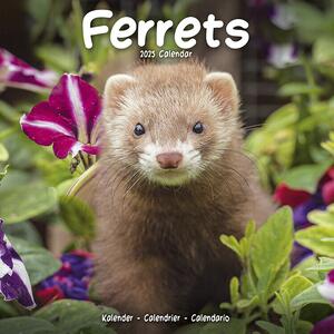 Calendar 2025 Ferrets