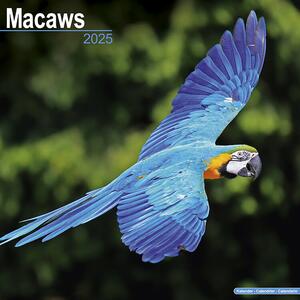 Calendar 2025 Macaws