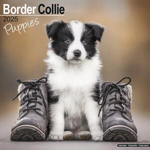 Calendar 2025 Border Collie Puppies