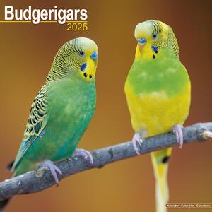 Calendar 2025 Budgerigar