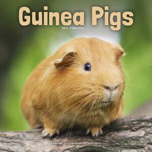 Calendar 2025 Guinea Pigs