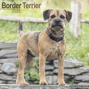 Calendar 2025 Border Terrier