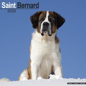 Calendar 2025 Saint Bernard