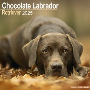 Calendar 2025 Labrador Retriever