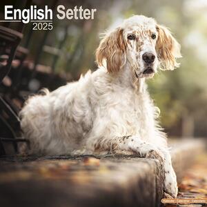 Calendar 2025 English Setter