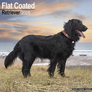 Calendar 2025 Flatcoated Retriever