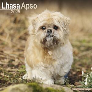 Calendar 2025 Lhasa Apso