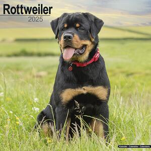 Calendar 2025 Rottweiler