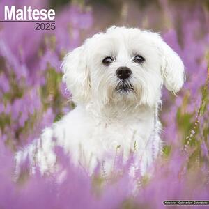 Calendar 2025 Maltese