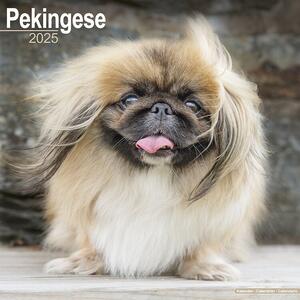 Calendar 2025 Pekingese