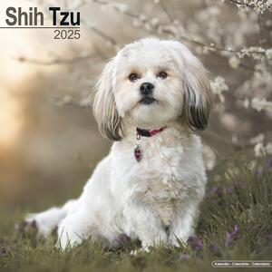 Calendar 2025 Shih Tzu