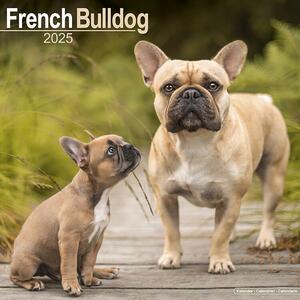 Calendar 2025 French Bulldog