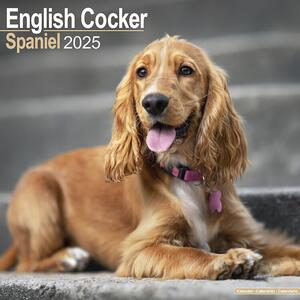 Calendar 2025 English Cocker Spaniel