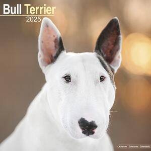 Calendar 2025 Bull Terrier