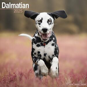 Calendar 2025 Dalmatian