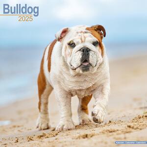 Calendar 2025 Bulldog