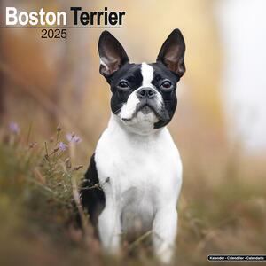 Calendar 2025 Boston Terrier