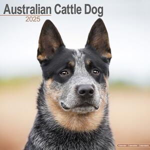 Calendar 2025 Australian Cattle Dog