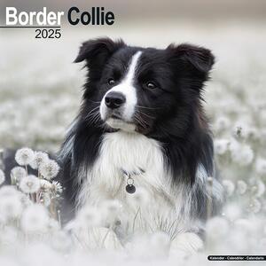 Calendar 2025 Border Collie