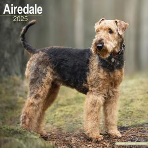 Calendar 2025 Airedale