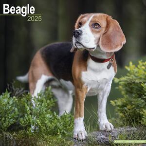 Calendar 2025 Beagle