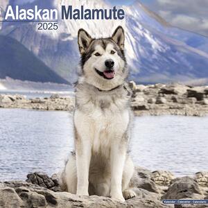 Calendar 2025 Alaskan Malamute