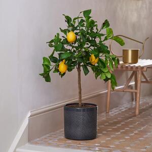 Beards & Daisies Citrus Lemon Tree House Plant in Capri Pot Ceramic Black