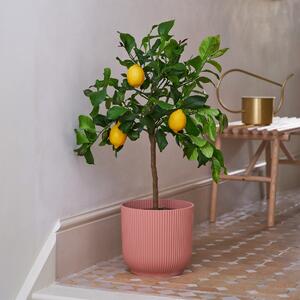 Beards & Daisies Citrus Lemon Tree House Plant in Vibes Pot Plastic Pink